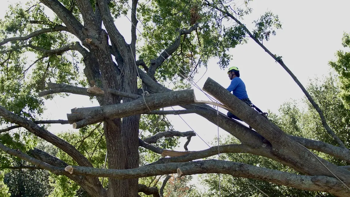 Professional Crown Thinning performed by certified arborists in Packwaukee